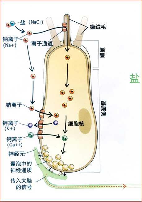 神经系统和鼻三叉神经系统.嗅觉和味觉会整合和互相作用.