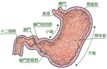 人体的组织功能