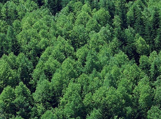 生态林业合作社_现代林业与生态林业_现代林业与生态林业