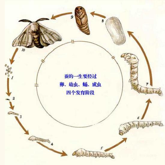 一只雌蛾可产400～500粒蚕卵.1700～2000粒蚕卵重约1克.