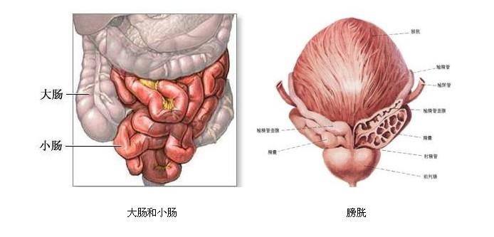 大肠的功能