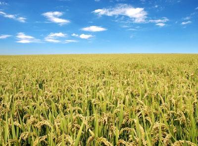 中国杂交水稻的发展