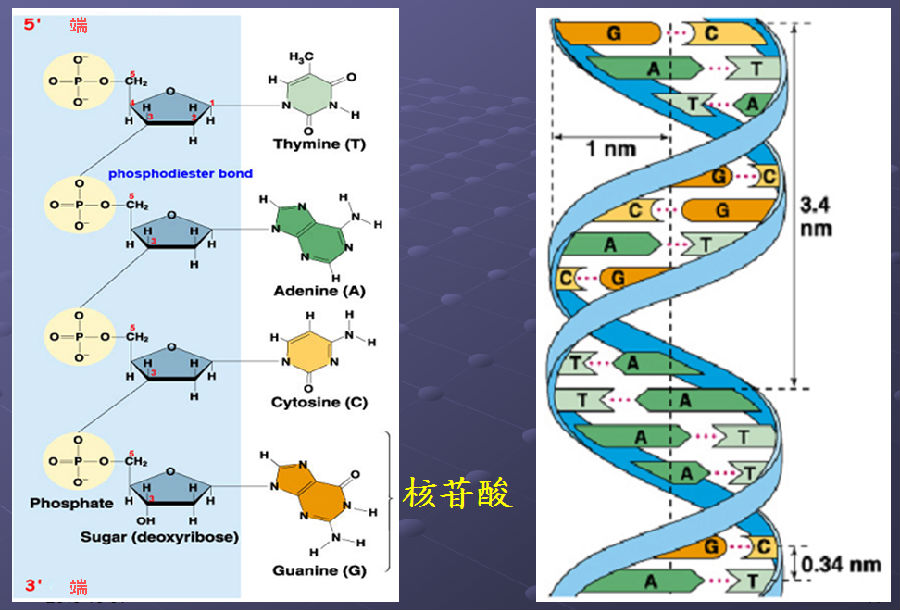 核苷酸链_脱氧核苷酸和脱氧核糖核苷酸_脱氧核苷酸链