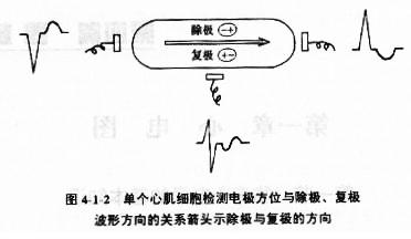 正常心电图形成