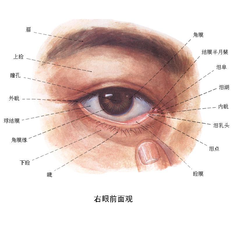 尸斑出现的时间