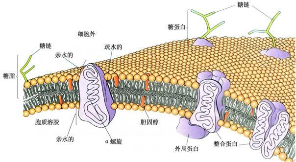 膜脂,细胞质膜_大山谷图库