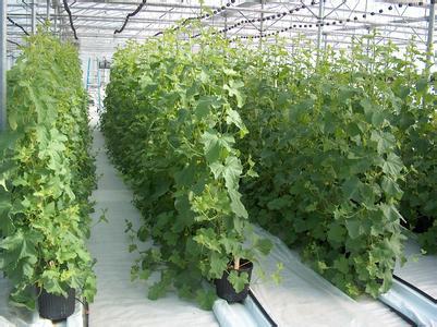 无土栽培原理与技术