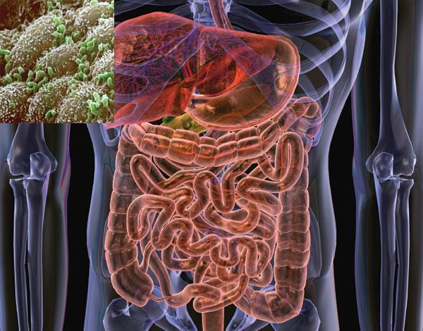 人体肠道内的微生物中,超过99%都是细菌,存活着数量大约有100兆个,有