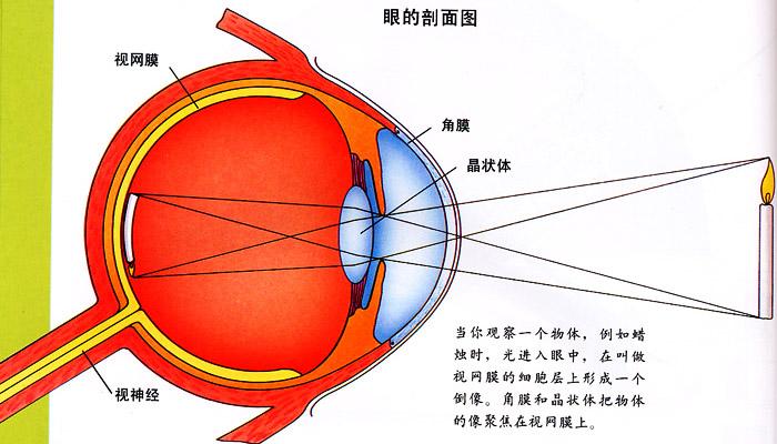 人眼视网膜