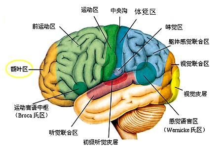 古大脑是大脑的中心部分,相当于所说的大脑髓质部分和脊髓神经,是生命