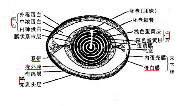 蛋的构造示意图