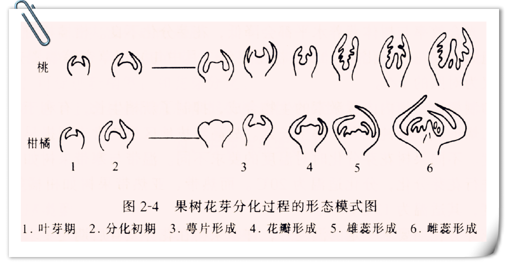 果树由叶芽状态转化为花芽状态的过程称花芽分化.