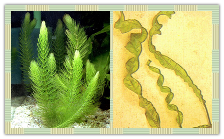 漂浮植物:根伸于水中,叶浮于水面,随水 流,风浪四处漂泊,如凤眼莲 ,水
