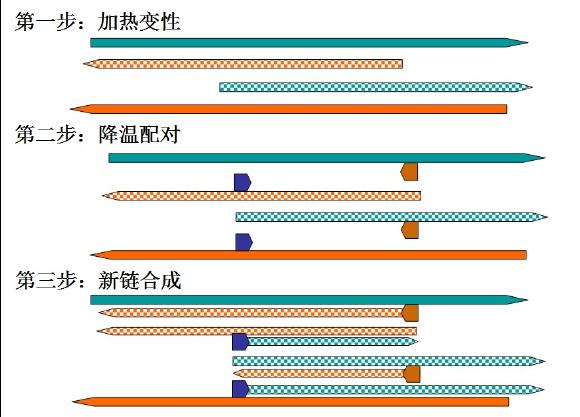 pcr技术步骤35个循环 图片合集