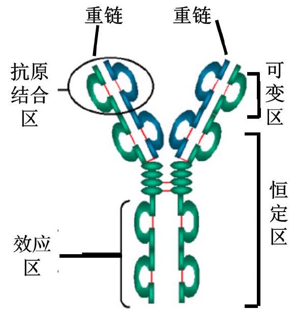 封闭抗体的原理是什么意思_乙肝抗体是什么意思(2)