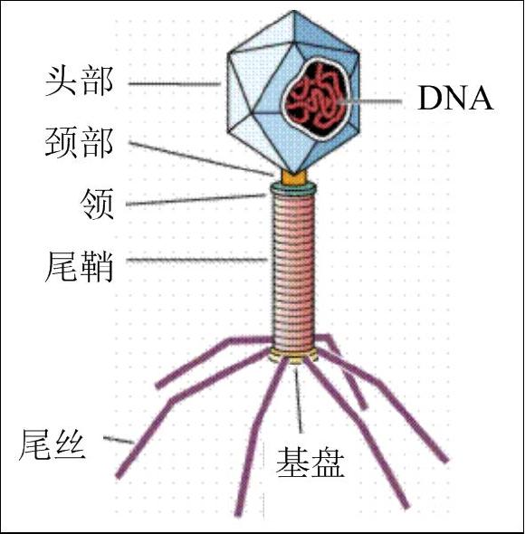 t4噬菌体 三,为什么病毒要有外壳结构