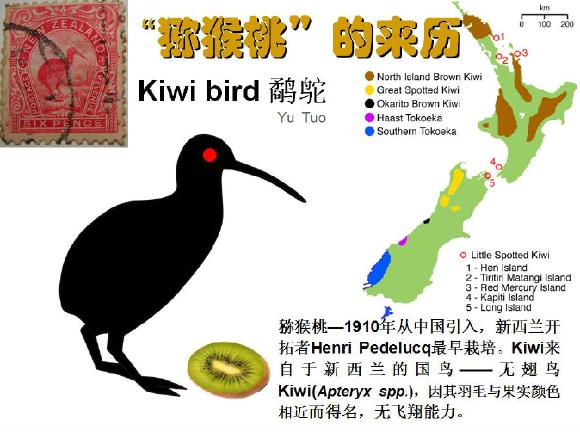 鹬鸵(kiwi bird)