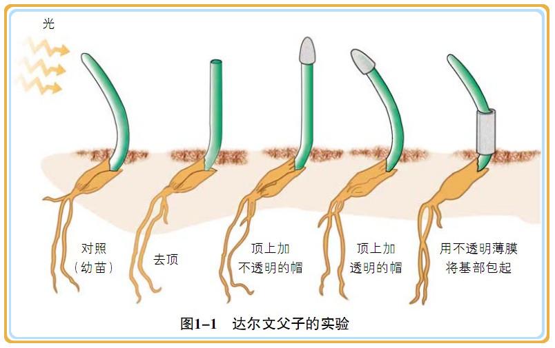 达尔文1号是哪家 达尔文一号是哪个的