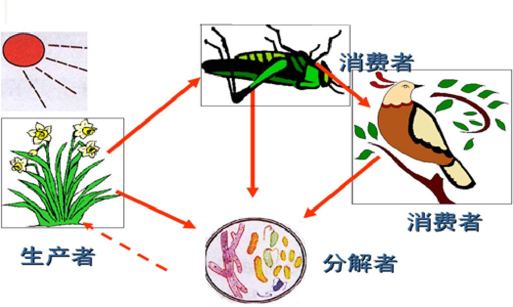 生态系统的结构(必修三近6年高考题按知识点分类汇编word版)