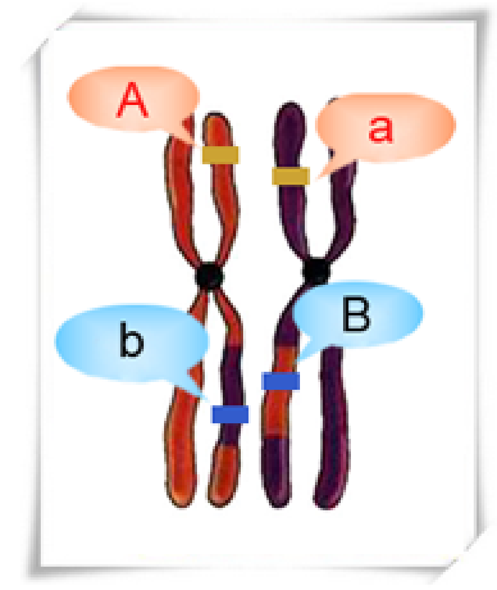 原核生物的四大基因重组有什么区别(转化,转染,转导,接合)-原核微生物基因重组中接合、转导和转化三者的区别和联系? _感人网