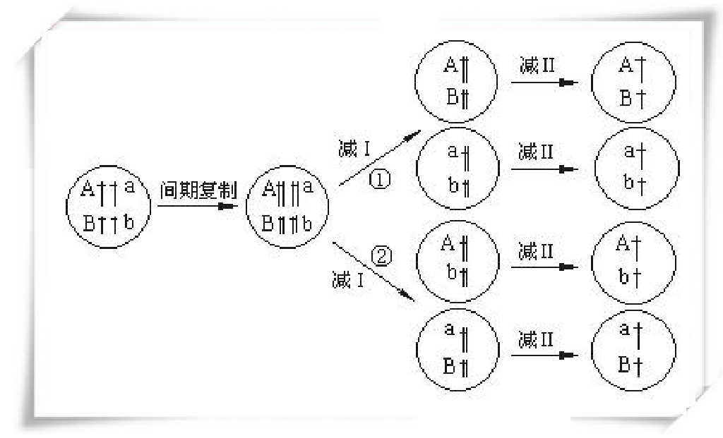 基因重组