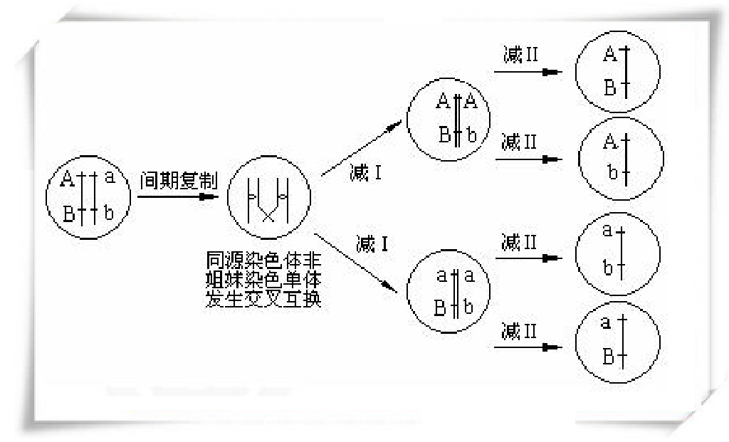 基因重组