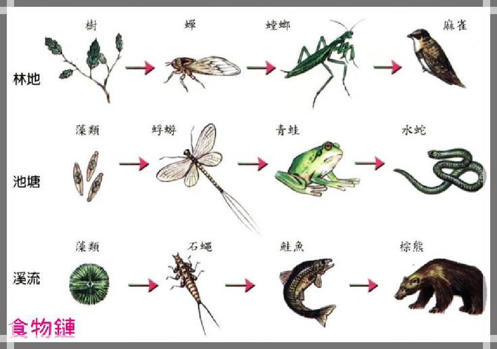 食物链和食物网是生态系统的营养结构