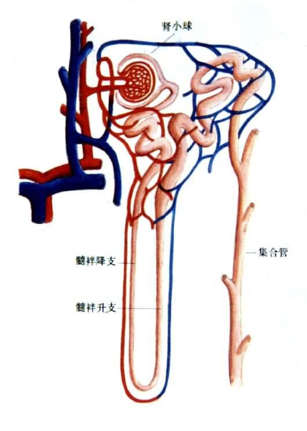图16-24 肾动脉和肾段-外科学-医学