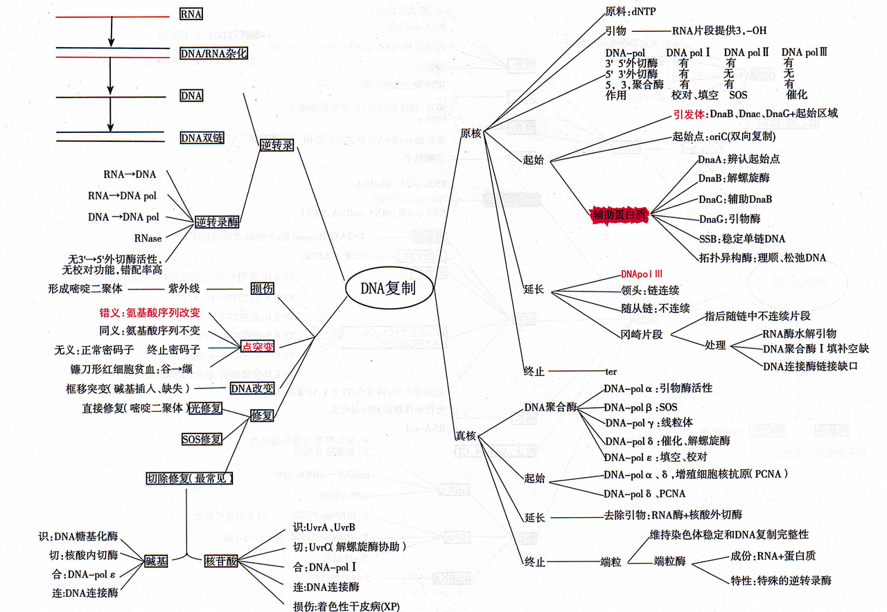 15_DNA复制.png