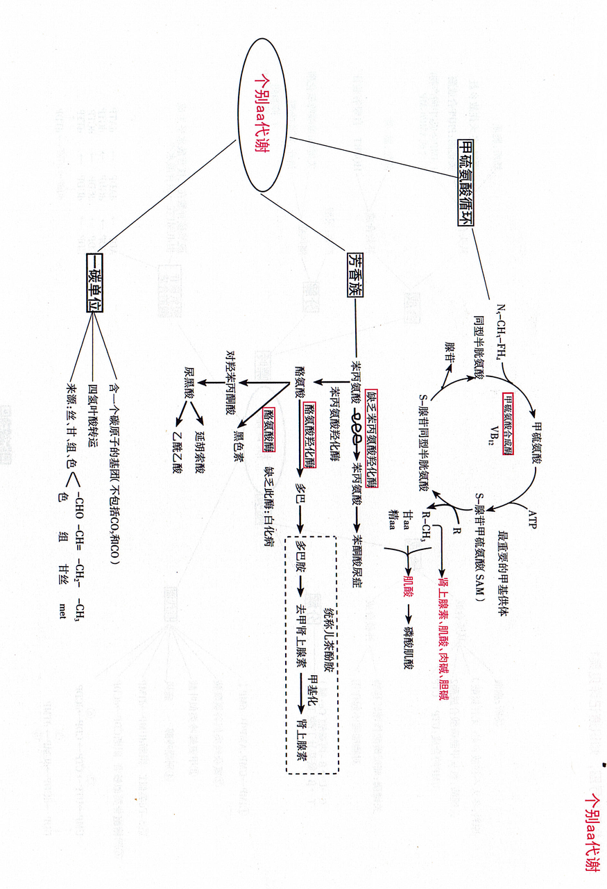 13_个别氨基酸代谢.png
