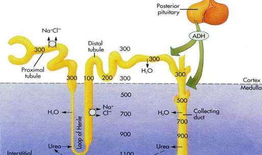 生理学-肾脏泌尿功能探究