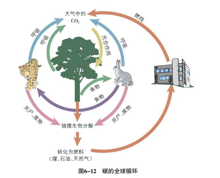 生态系统的物质循环-碳循环参赛作者:王雅婷作品分类:高中组-生物 浏览