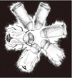 pagenumber_ebook=36,pagenumber_book=29