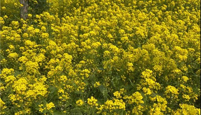 微信图片_20200408091820 微信图片_20200408091820.jpg