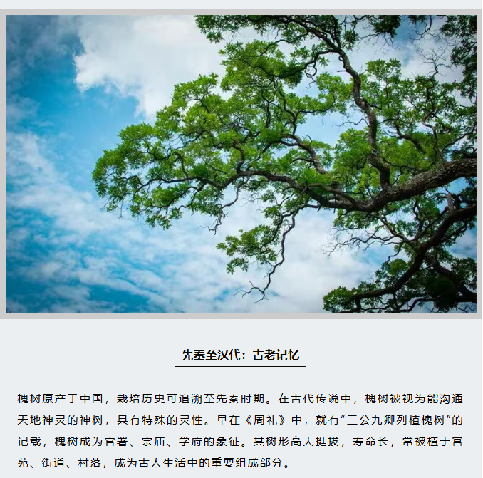 image.png?v=1766278387980