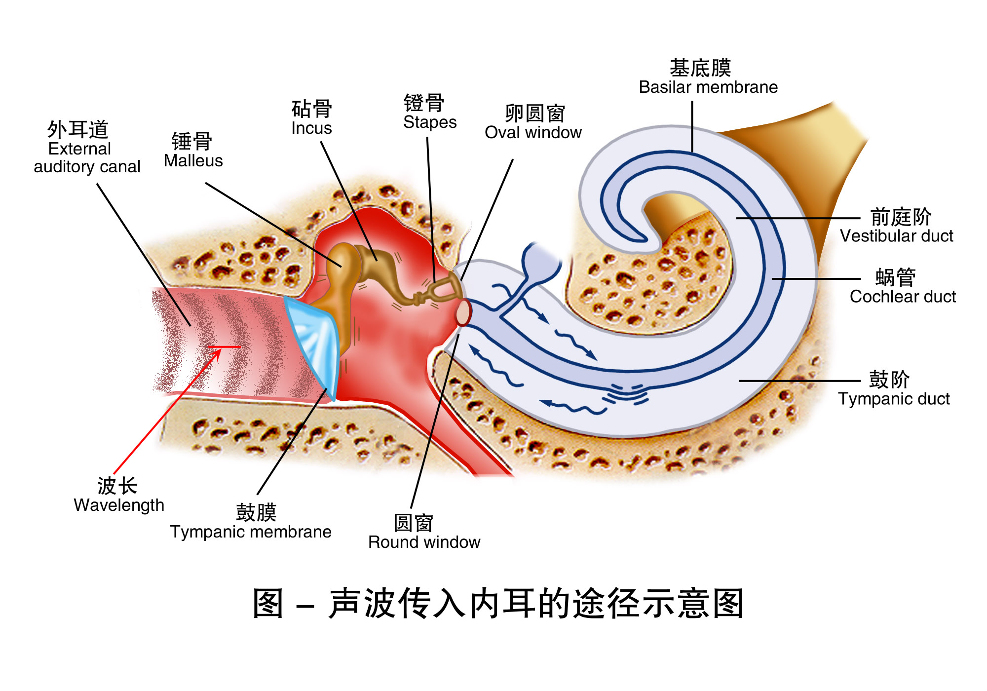 7-声波传入内耳的途径示意图 .jpg