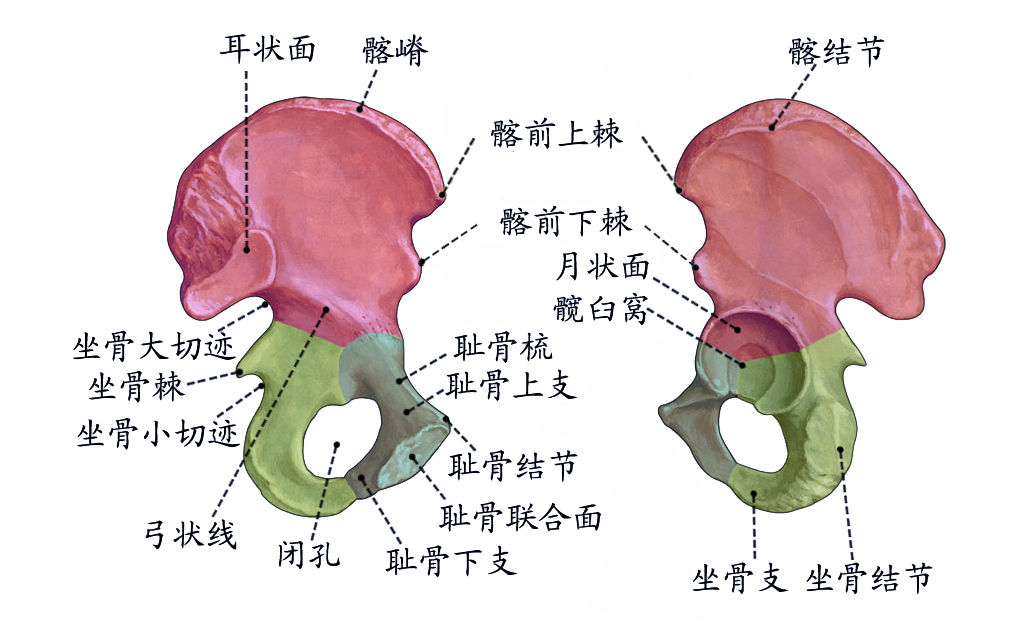 髋骨.jpg