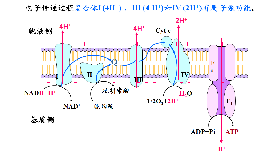 二,氧化磷酸化偶联机制是产生跨线粒体内膜的质子梯度 化学渗透假说