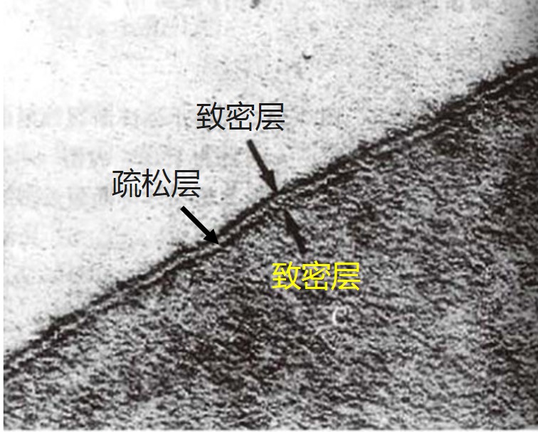 细胞膜电镜结构.jpg