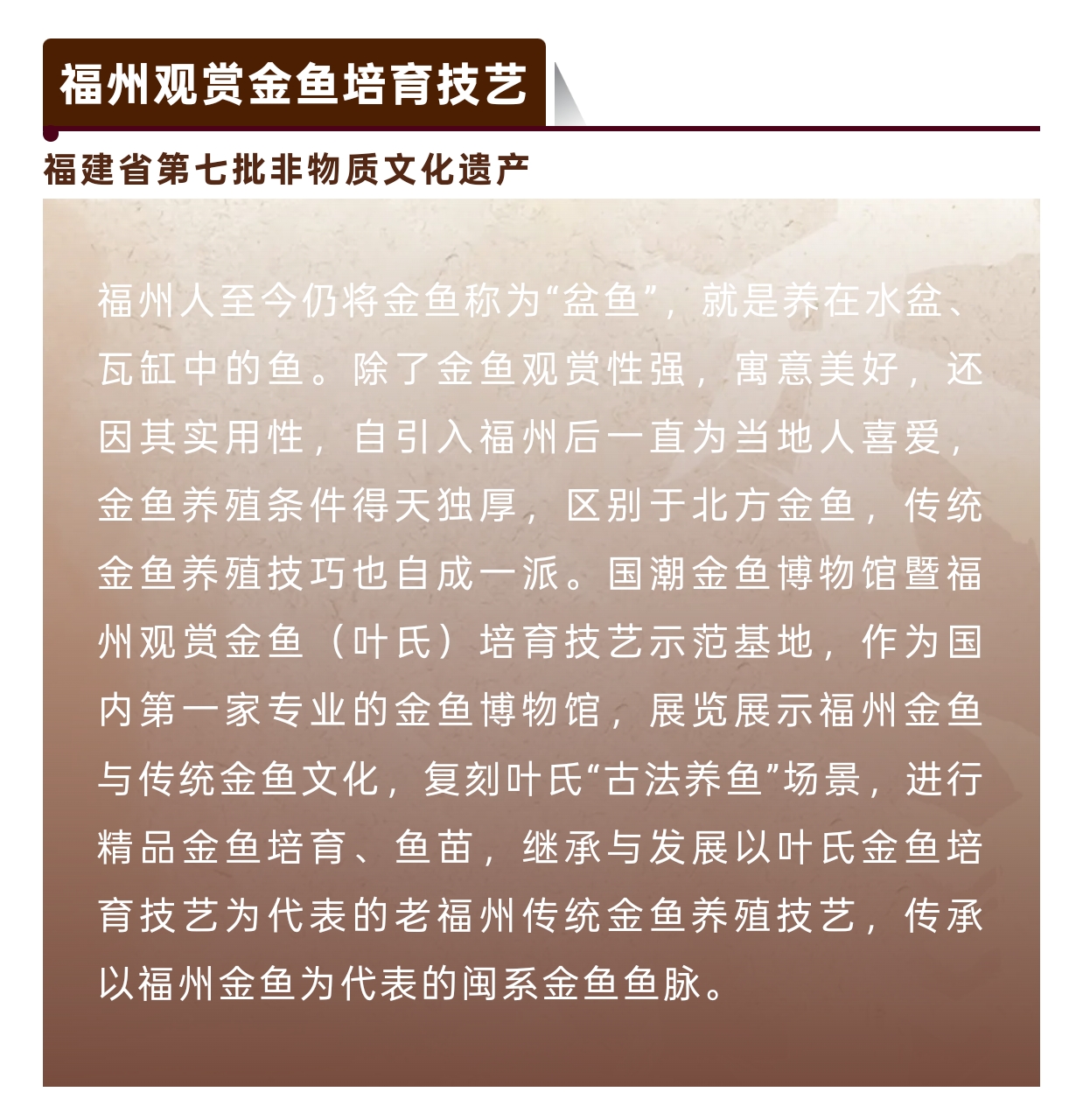 20251216【资讯】福州非遗图鉴 闽都瑰宝——福州观赏金鱼培育技艺3jpg