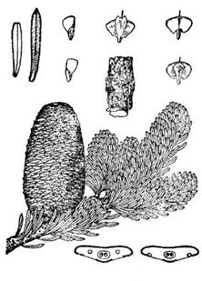 图8 鳞皮冷杉 Abies squamata