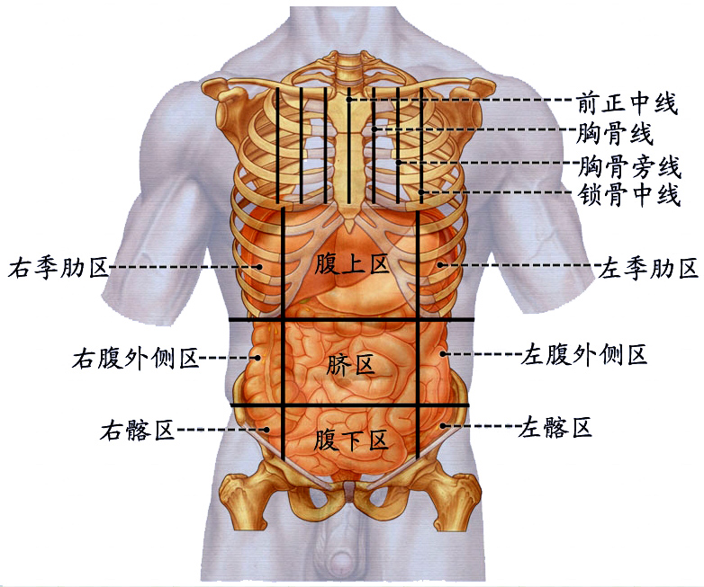 腹部分区1.jpg