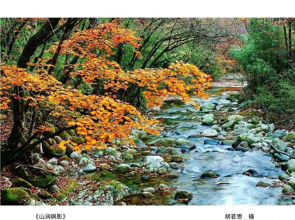 城固《山涧枫影》胡若思  摄.jpg?v=1754571149901