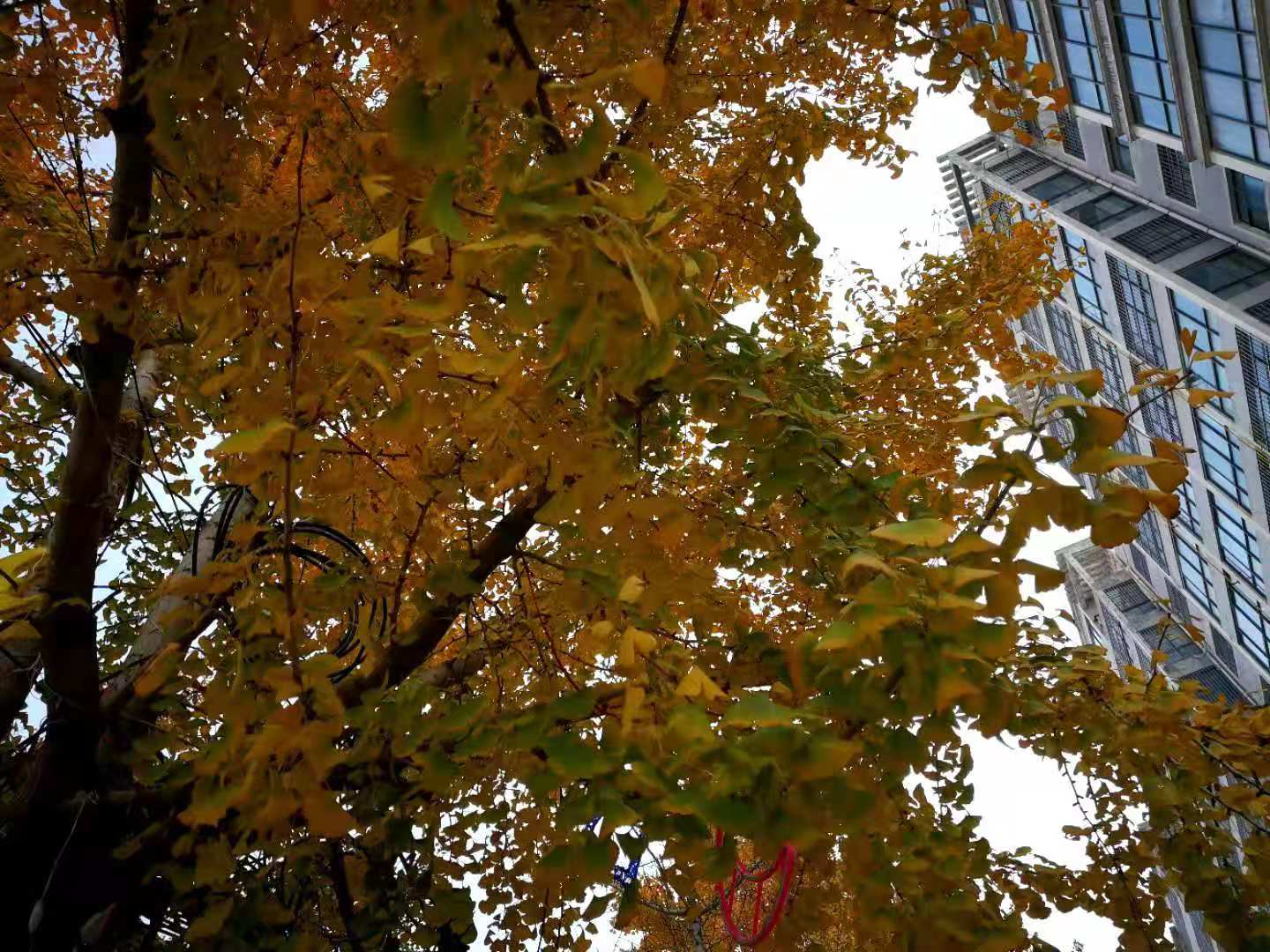 微信图片_20201214183405