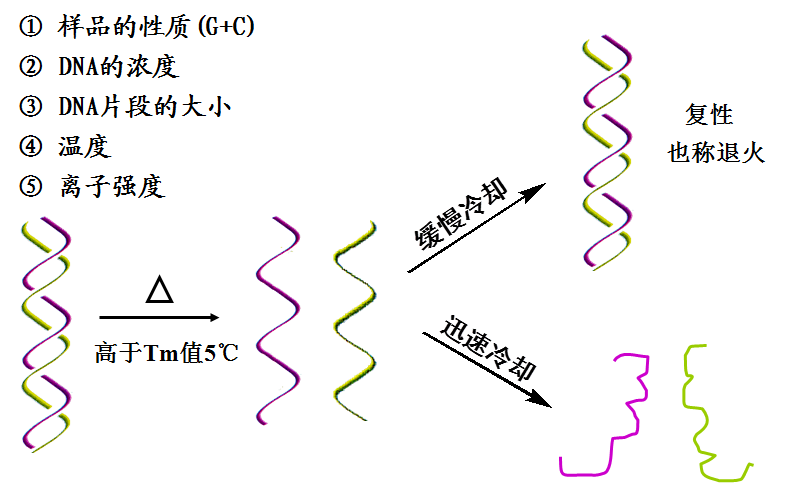 rna单链分子(与原dna具有同源性),去掉变性条件后复性形成双螺旋结构
