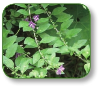 pagenumber_ebook=79,pagenumber_book=66