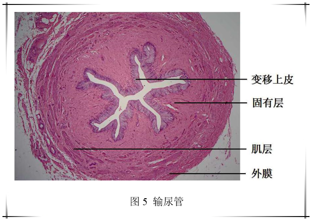 膀胱 (bladder)