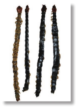 pagenumber_ebook=244,pagenumber_book=231