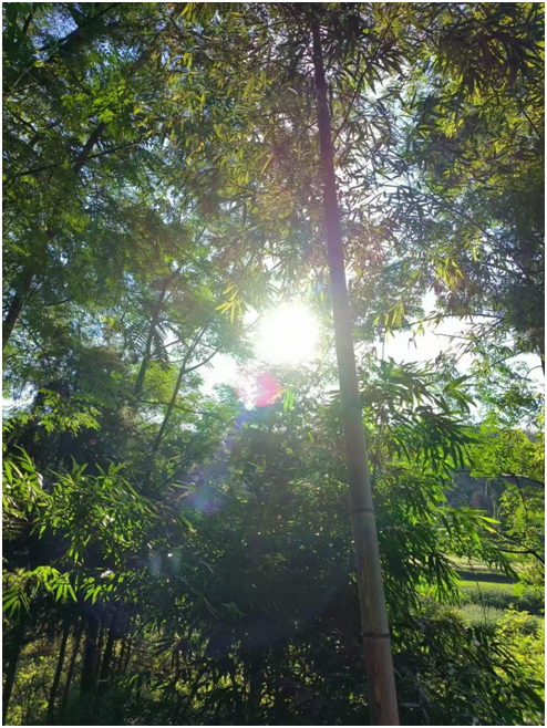 微信图片_202412171549441