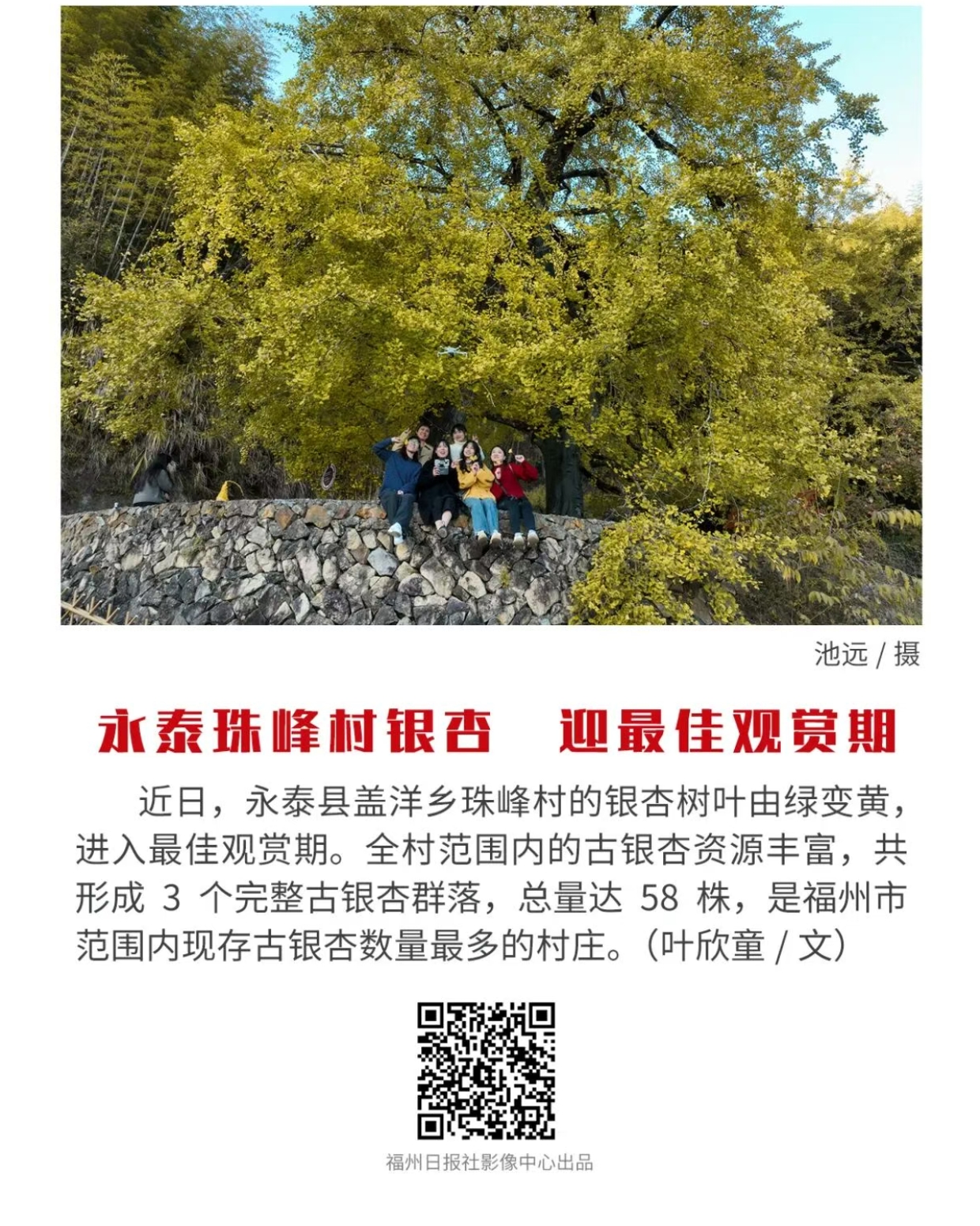20251125【资讯】福州现存数量最多！古银杏迎来最佳观赏期2jpg